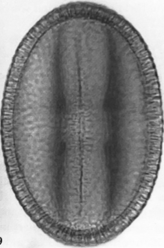 Fagopyrum esculentum equatoriaal, detail