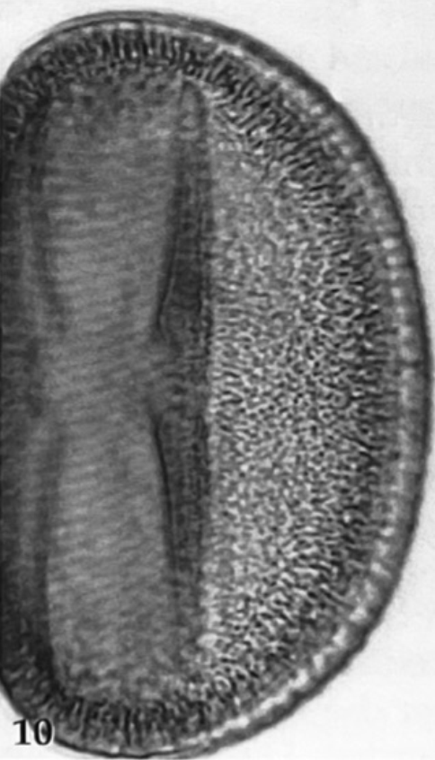 Fagopyrum esculentum equatoriaal, doorsnede