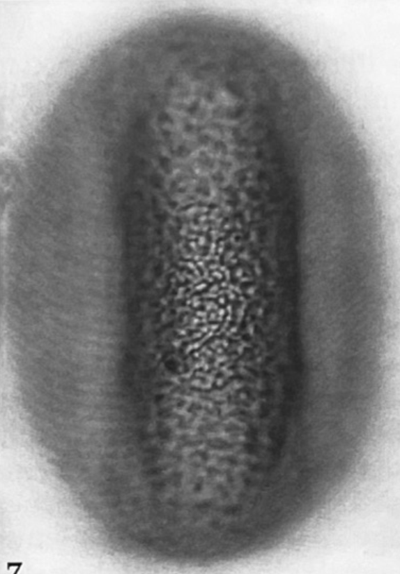 Fagopyrum esculentum equatoriaal aanzicht met focus op het oppervlak