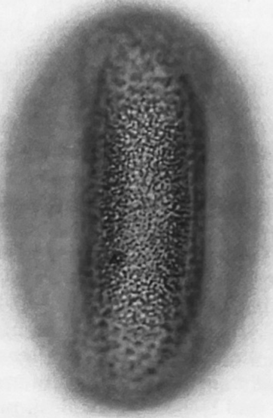 Fagopyrum esculentum equatoriaal, detail