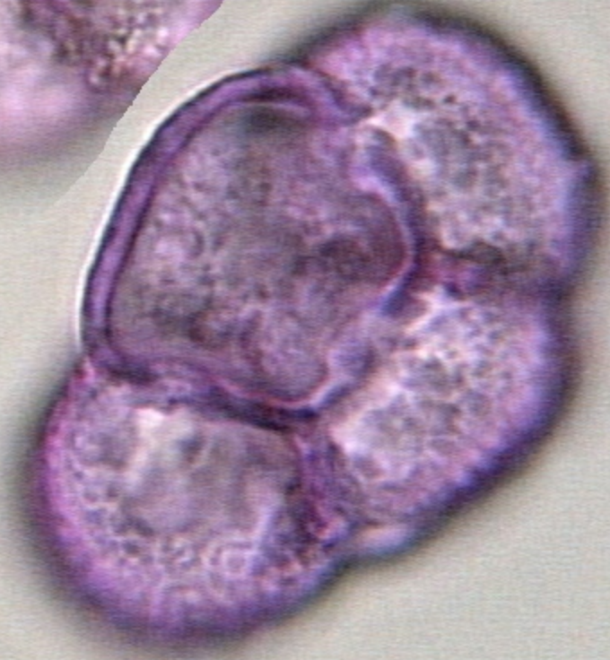 Calluna vulgaris hydrated