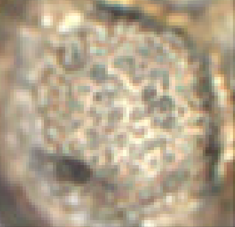 Calluna vulgaris (sculptuur).