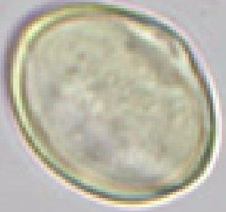 Castanea sativa, equatoriaal aanzicht, oppervlak