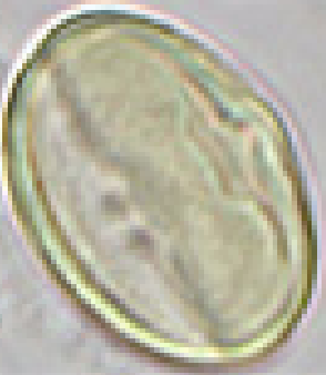 Castanea sativa, equatoriaal aanzicht, oppervlak