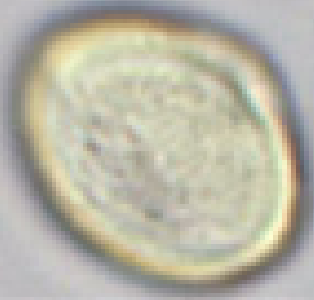 Castanea sativa, equatoriaal aanzicht, doorsnede