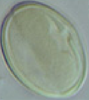 Castanea sativa, equatoriaal aanzicht, doorsnede