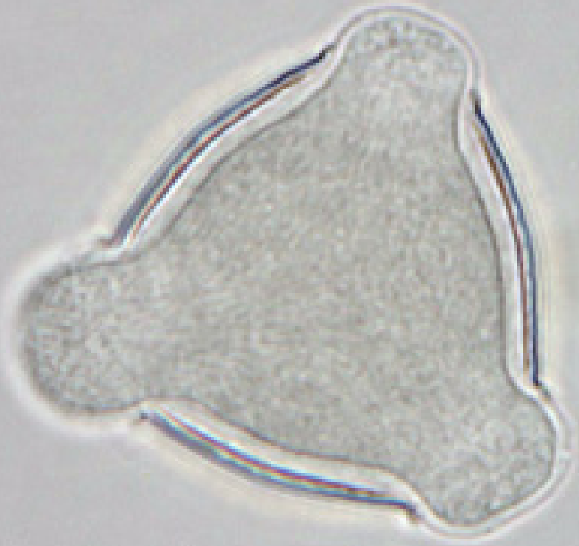 Robinia_pseudoacacia