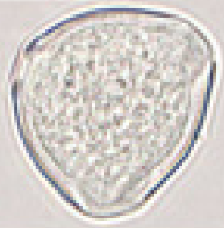 Robinia_pseudoacacia