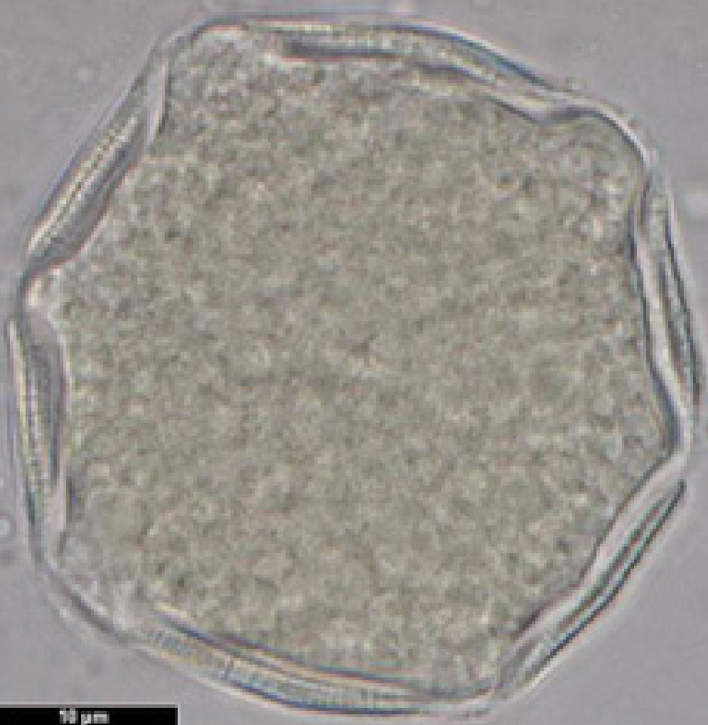 Rosmarinus officinalis