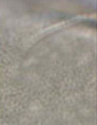 Rosmarinus officinalis