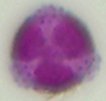 Aesculus_hippocastanum