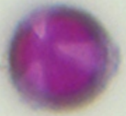 Aesculus_hippocastanum