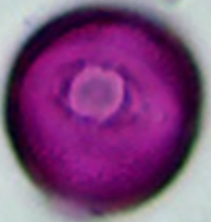 Ailanthus_glandulosa