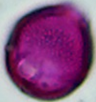 Ailanthus_glandulosa