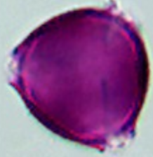 Ailanthus_glandulosa