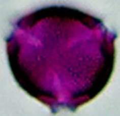 Ailanthus_glandulosa