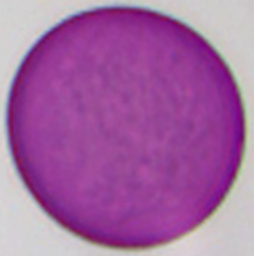 Alopecurus_pratensis_E