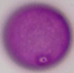 Alopecurus_pratensis_P