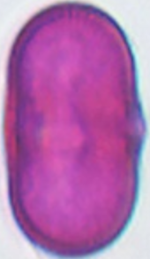 Anthriscus_sylvestris