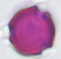 Anthriscus_sylvestris