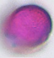 Anthriscus_sylvestris