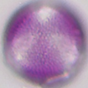 Brassica napus (pollen; polair aanzicht; focus op oppervlak).