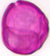 Calluna vulgaris not hydrated