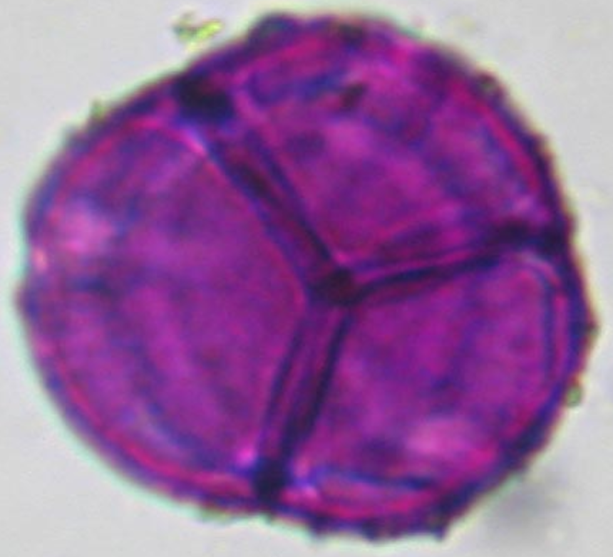 Calluna vulgaris not hydrated