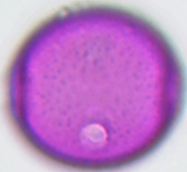 Campanula_rotundifolia