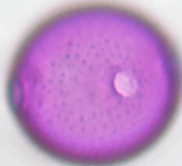 Campanula_rotundifolia