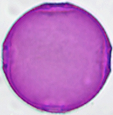 Campanula_rotundifolia