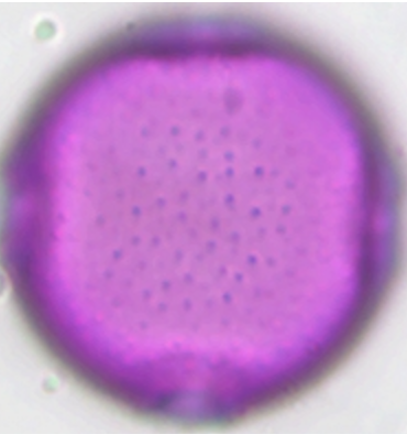 Campanula_rotundifolia