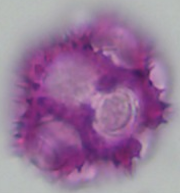 Taraxacum_officinale