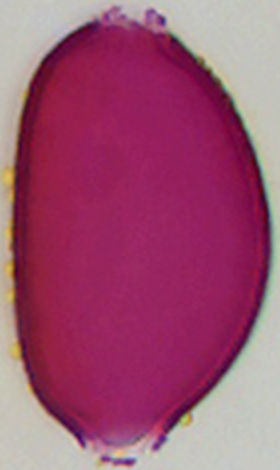 Colchicinum_autumnale