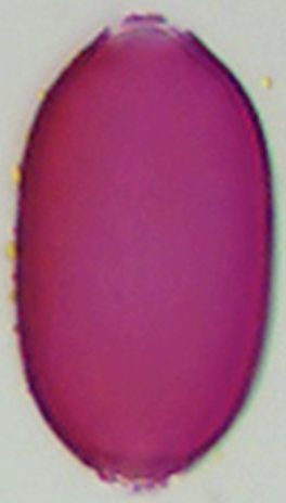 Colchicinum_autumnale