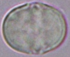 Cynoglossum_officinale