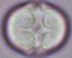 Cynoglossum_officinale