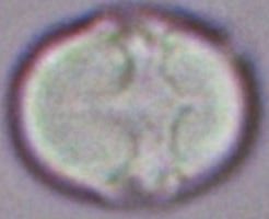 Cynoglossum_officinale