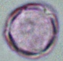 Cynoglossum_officinale