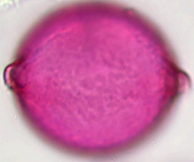 Elaeagnus_angustifolia