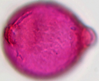 Elaeagnus_angustifolia