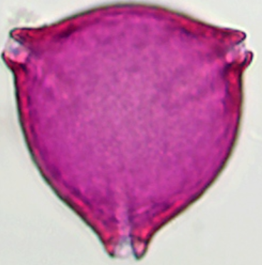 Elaeagnus_angustifolia