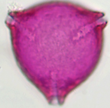 Elaeagnus_angustifolia