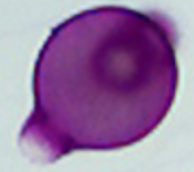 Epilobium_angustifolium