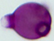 Epilobium_angustifolium