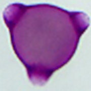 Epilobium_angustifolium