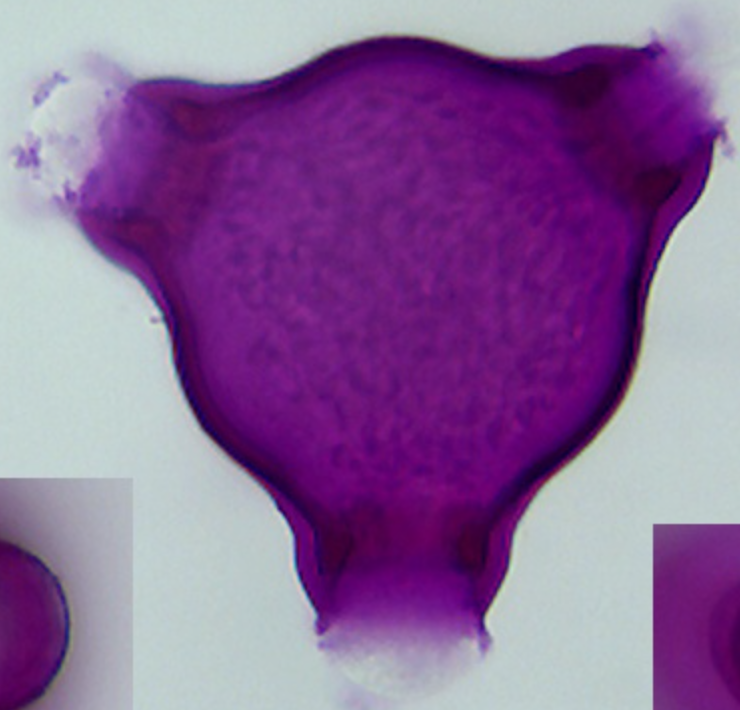 Epilobium_angustifolium