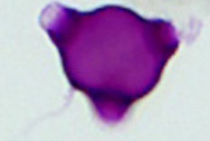 Epilobium_angustifolium