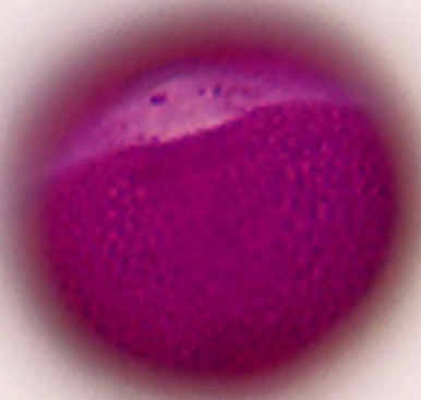 Fagopyrum esculentum equatoriaal, doorsnede