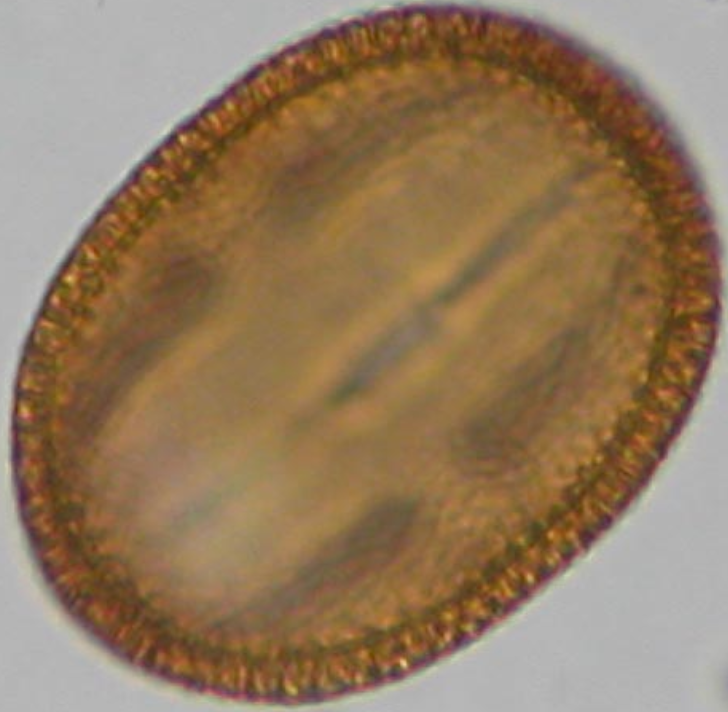 Fagopyrum esculentum